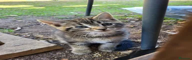 Maine Coon 2