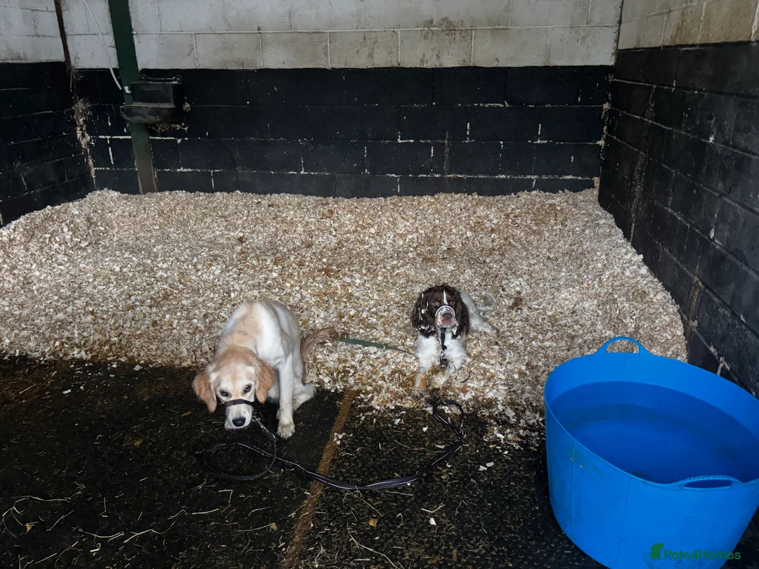 Cocker Spaniel dogs for sale: 8 month old Trained Spaniel  - Advert 10