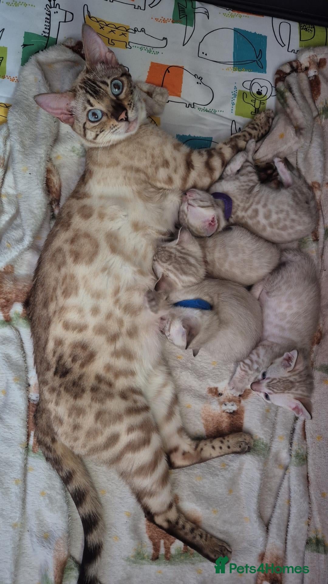 Bengal cats for sale: Female snow bengal kitten - Advert 2