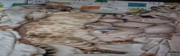 Bengal cats for sale: Female snow bengal kitten in Hamilton - Advert 1