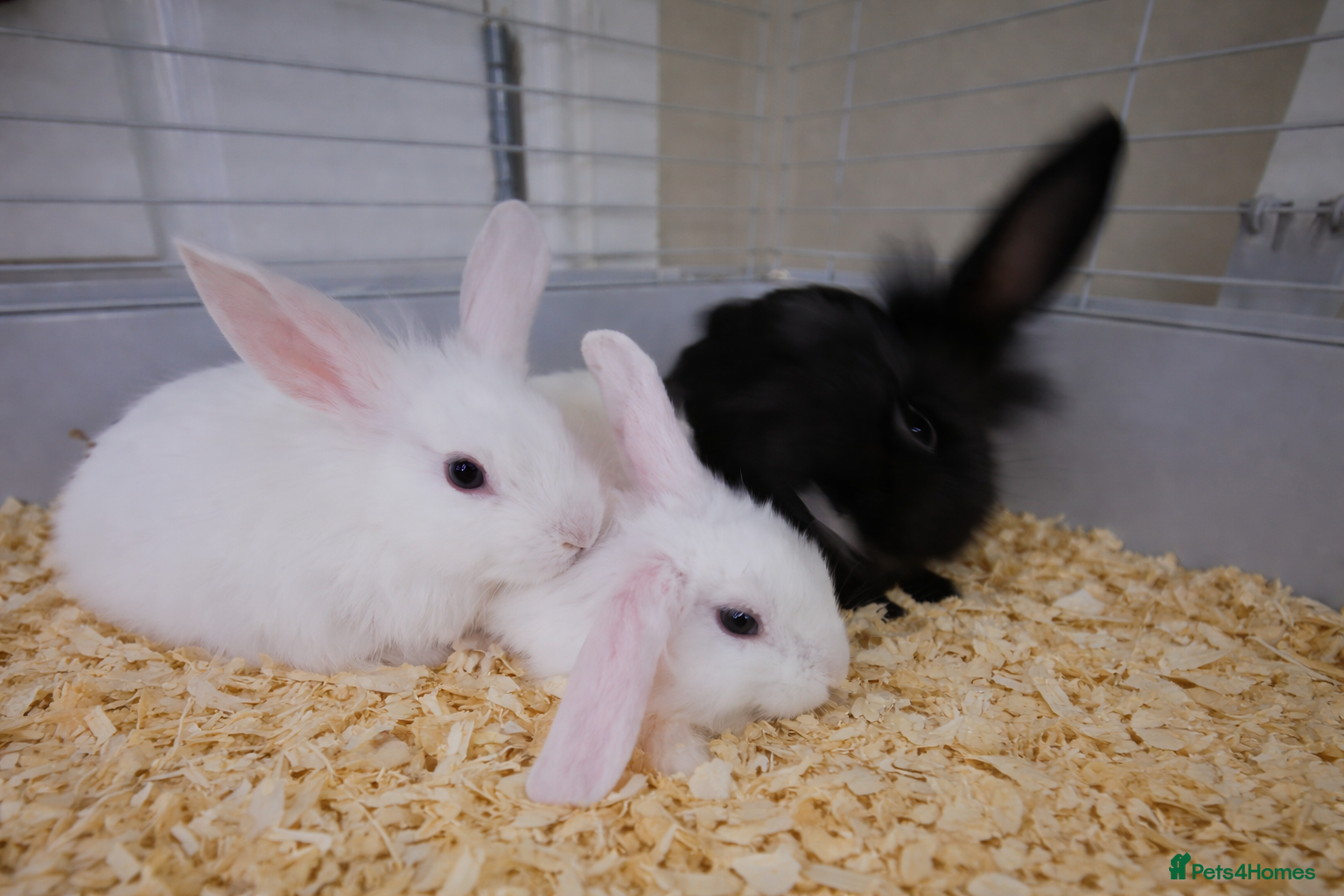 Angora rabbits Blue eyed Angora cross lionhead mixed lop - Advert 4