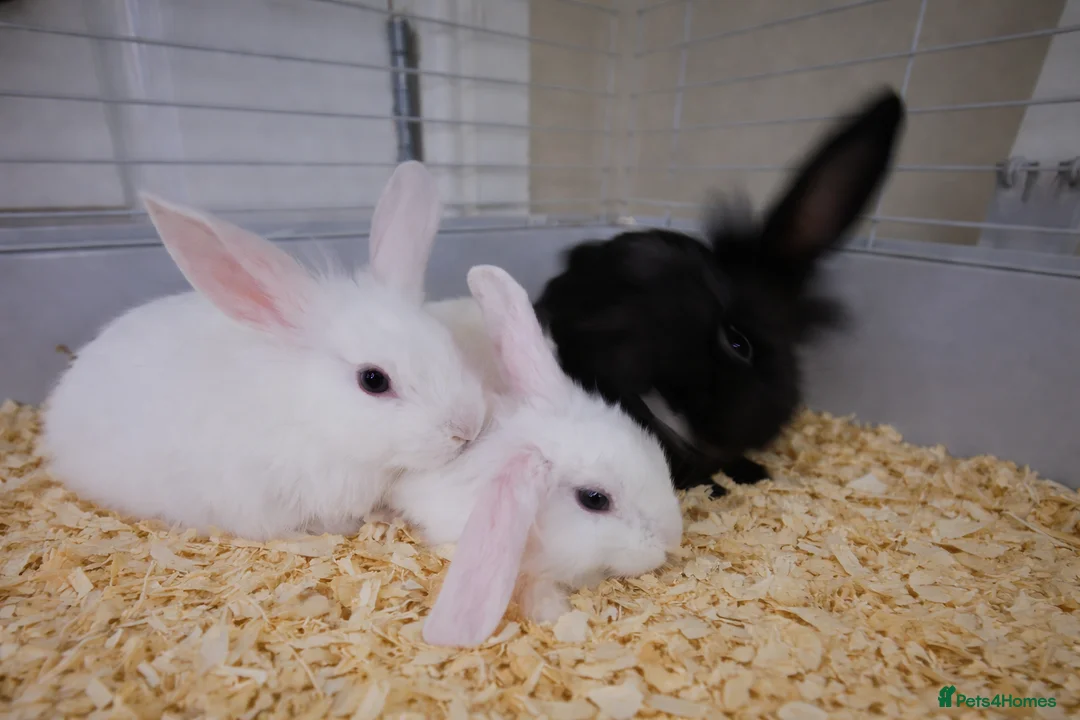 Angora rabbits for sale: Blue eyed Angora cross lionhead mixed lop - Advert 1