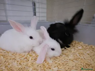 Angora rabbits Blue eyed Angora cross lionhead mixed lop - Advert 4