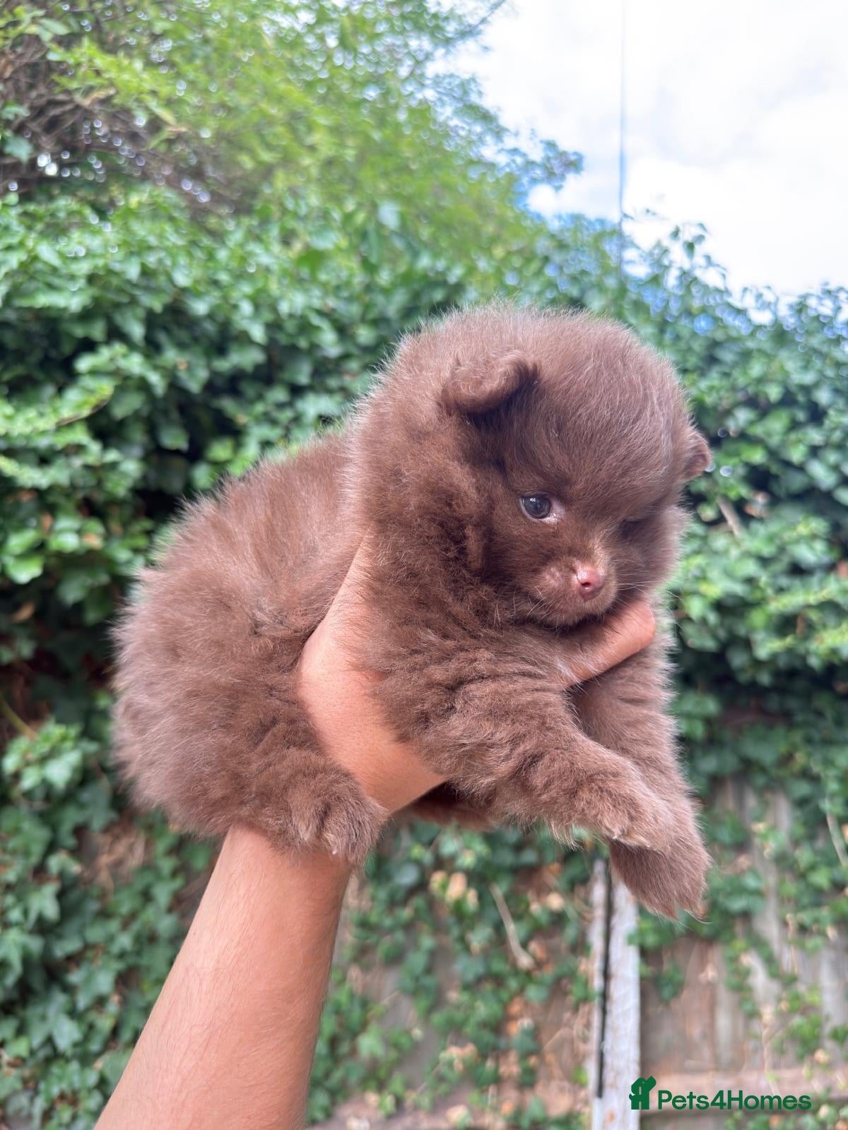 Pomeranian dogs Royal Pet Registry & KC registered PomPom puppies  - Advert 2