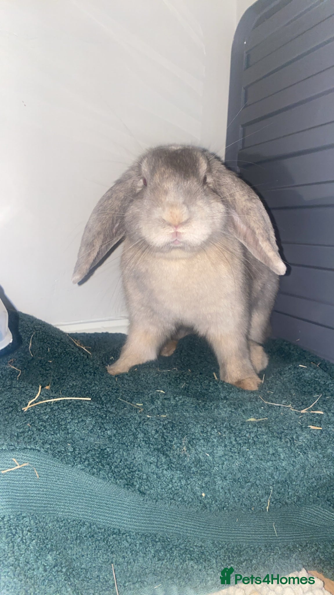 Dwarf Lop rabbits Rabbit for sale (male) - Advert 10
