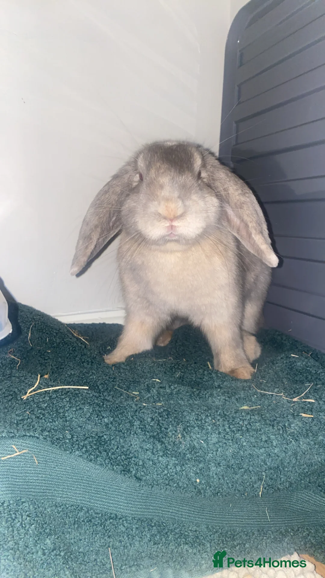 Dwarf Lop rabbits for sale: Rabbit for sale (male) in Warrington - Advert 1