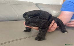 Bedlington Terrier dogs for sale: KC registered Bedlington terrier puppies - Image 9