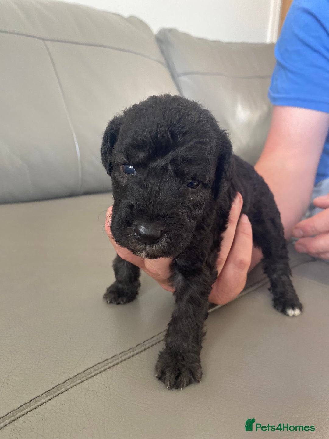 Bedlington Terrier dogs for sale: KC registered Bedlington terrier puppies - Image 9