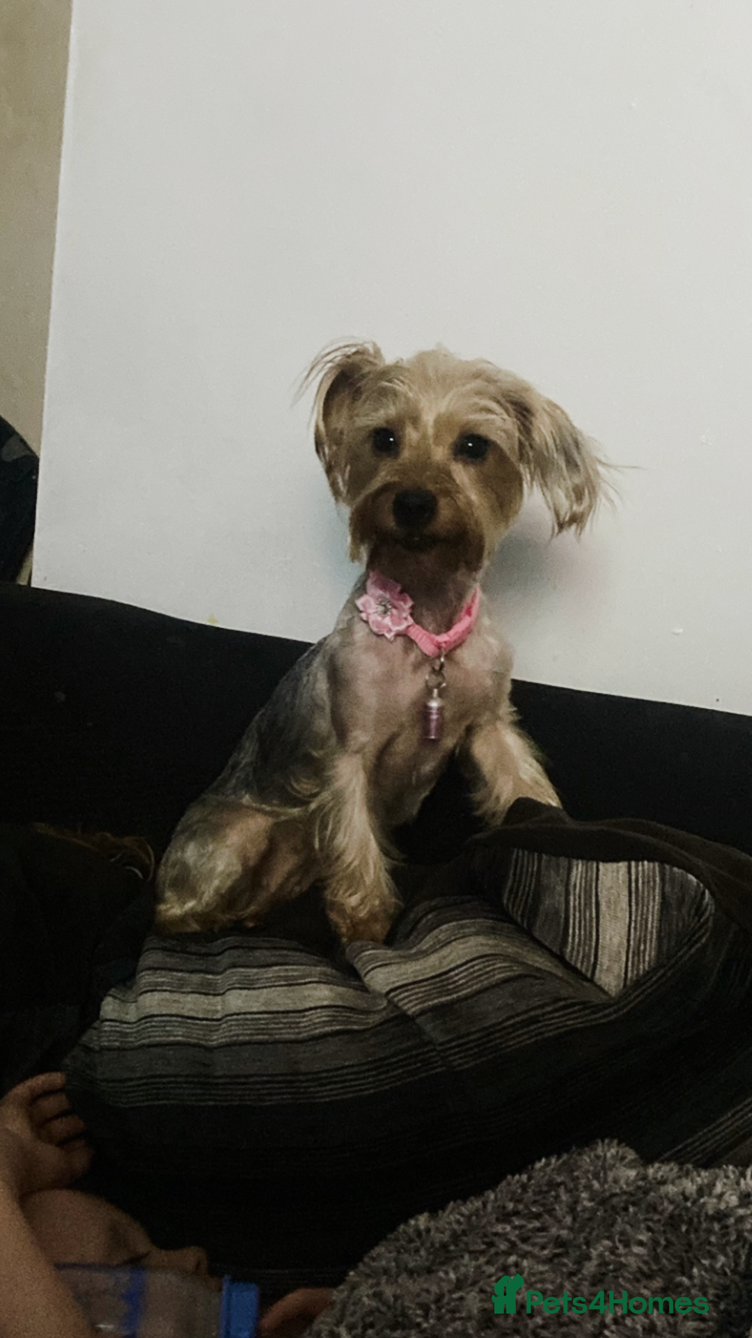 Yorkshire Terrier dogs for sale: 4 beautiful Yorkshire terrier pups  - Image 6