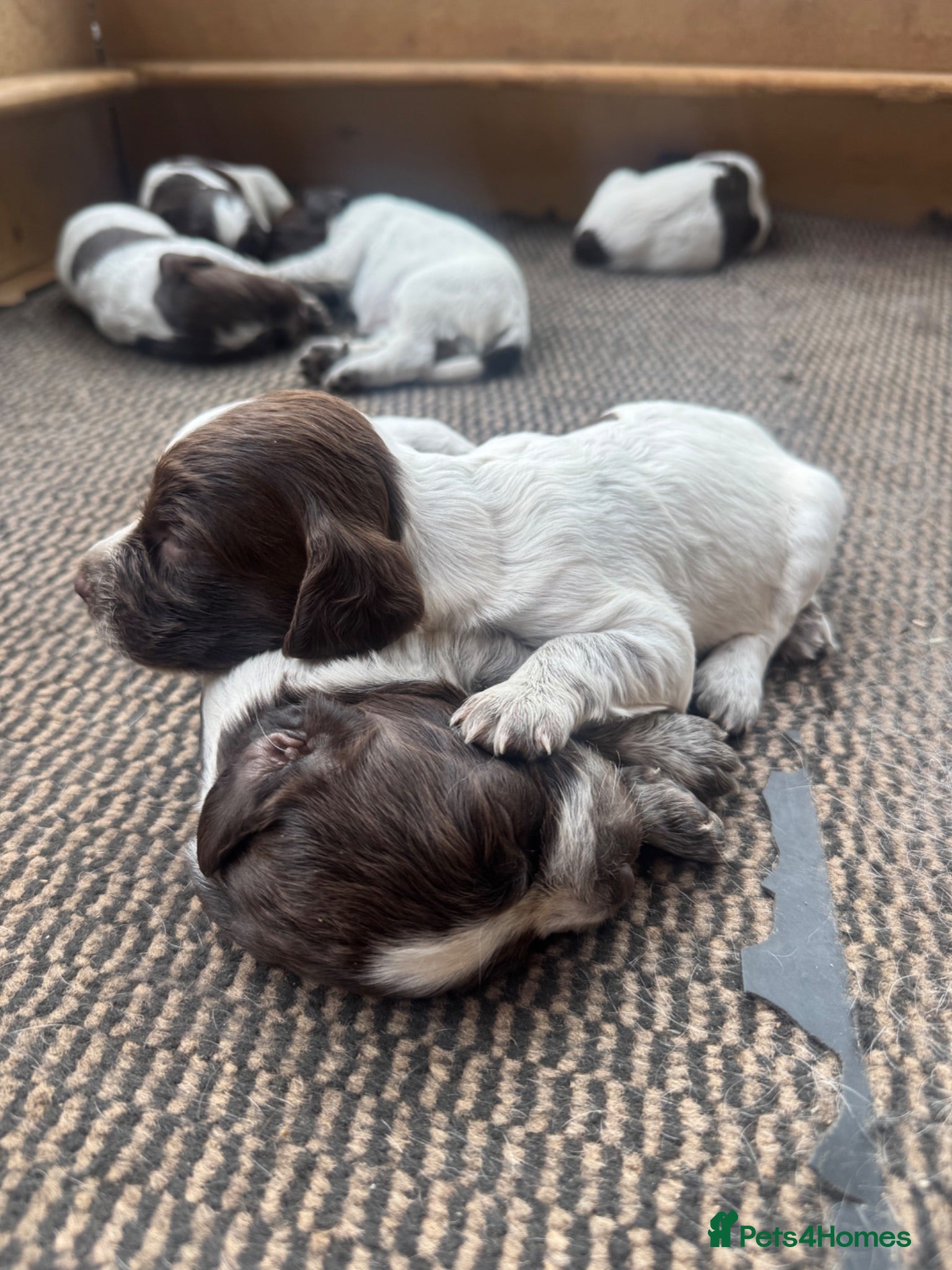 Sprocker dogs Sprocker puppies - Advert 7