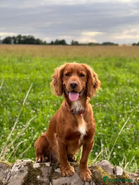 Cocker Spaniel dogs Golden Cocker Spaniel for STUD - Advert 1