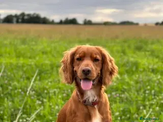 Cocker Spaniel dogs Golden Cocker Spaniel for STUD - Advert 1