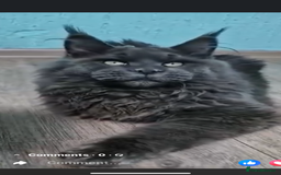 Maine Coon cats for sale: GCCF DNA Tested Male Maine Coon Kitten - Image 3