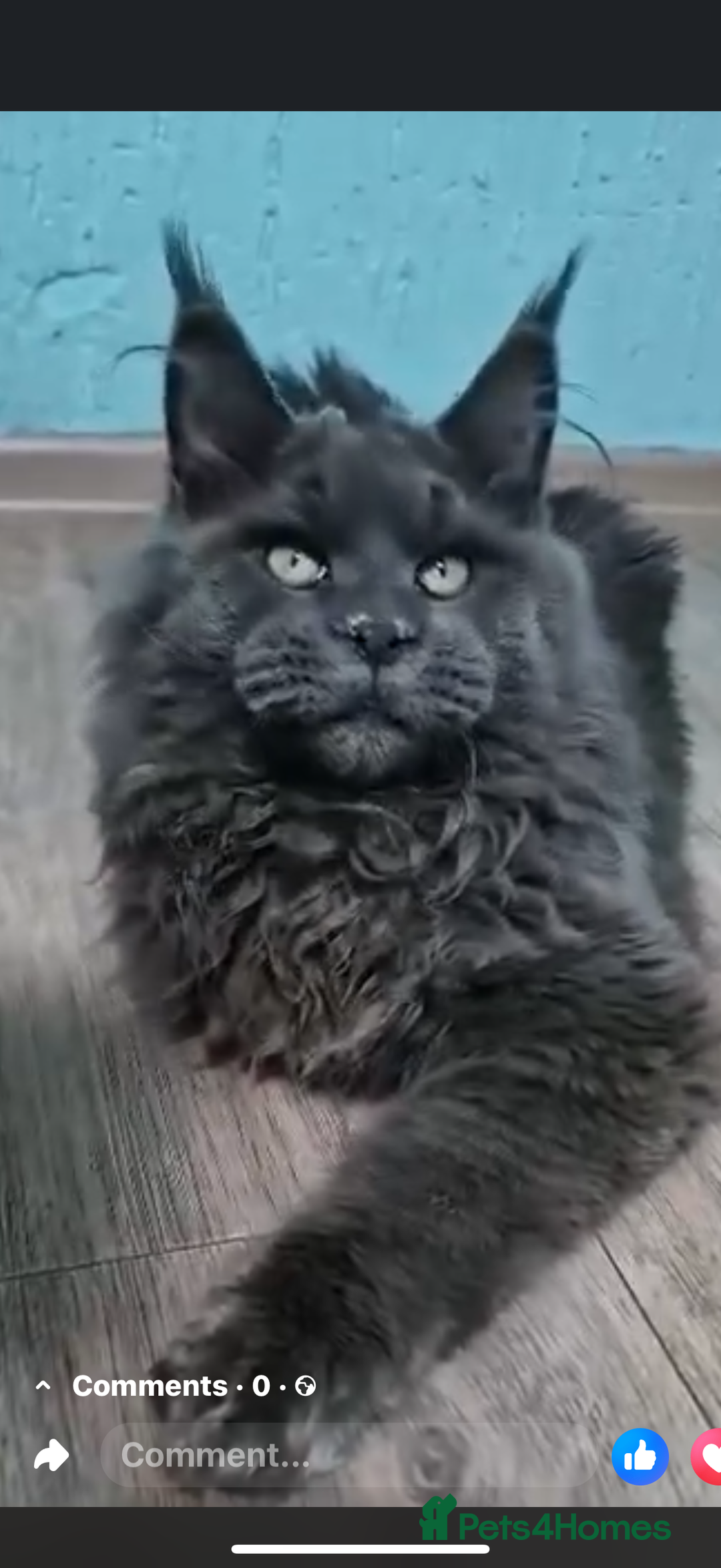 Maine Coon cats for sale: GCCF DNA Tested Male Maine Coon Kitten - Image 3