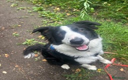 Border Collie dogs for sale: Border collie for sale - Image 1
