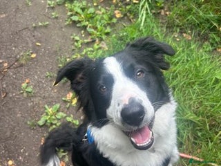 Border Collie dogs - Advert 25