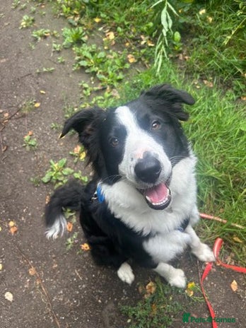 Border Collie dogs - Advert 4