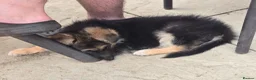 German Shepherd dogs for sale: 10 week B&T female gsd pup - Advert 11