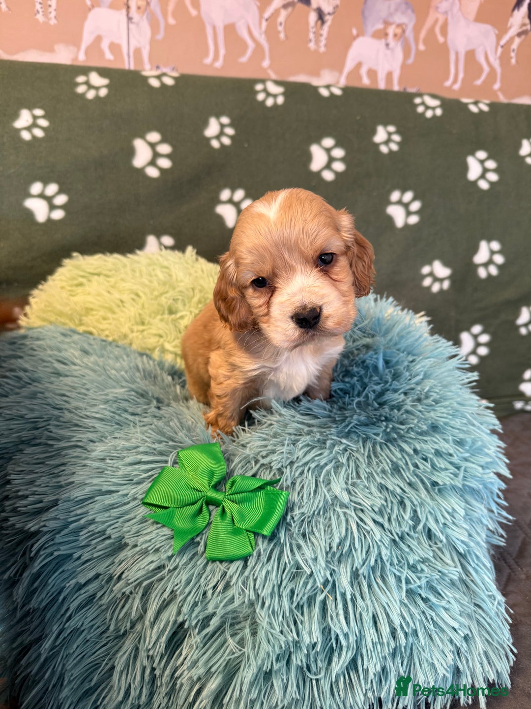 Cockapoo dogs for sale: F1 Cockapoo’s available  - Advert 3