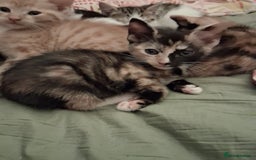 Domestic Shorthair cats for sale: 6 gorgeous mixed breed kittens - Advert 19