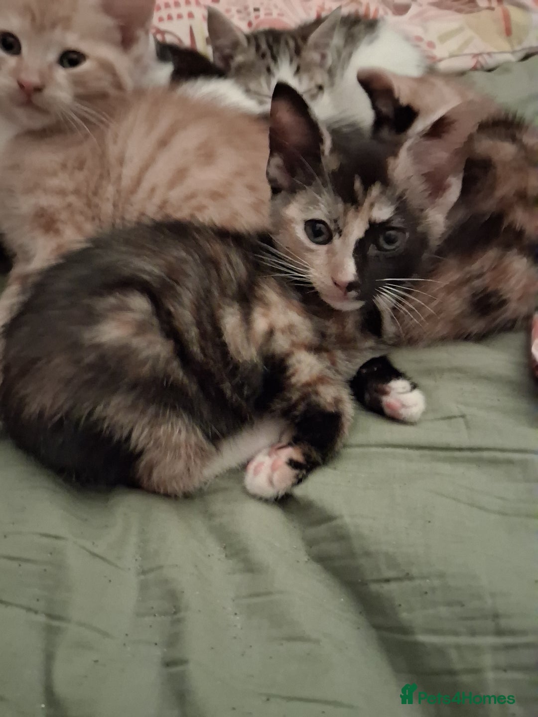 Domestic Shorthair cats for sale: 6 gorgeous mixed breed kittens - Advert 19