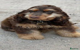 Cocker Spaniel dogs for sale: BEAUTIFUL SHOW TYPE COCKER SPANIELS  - Image 14