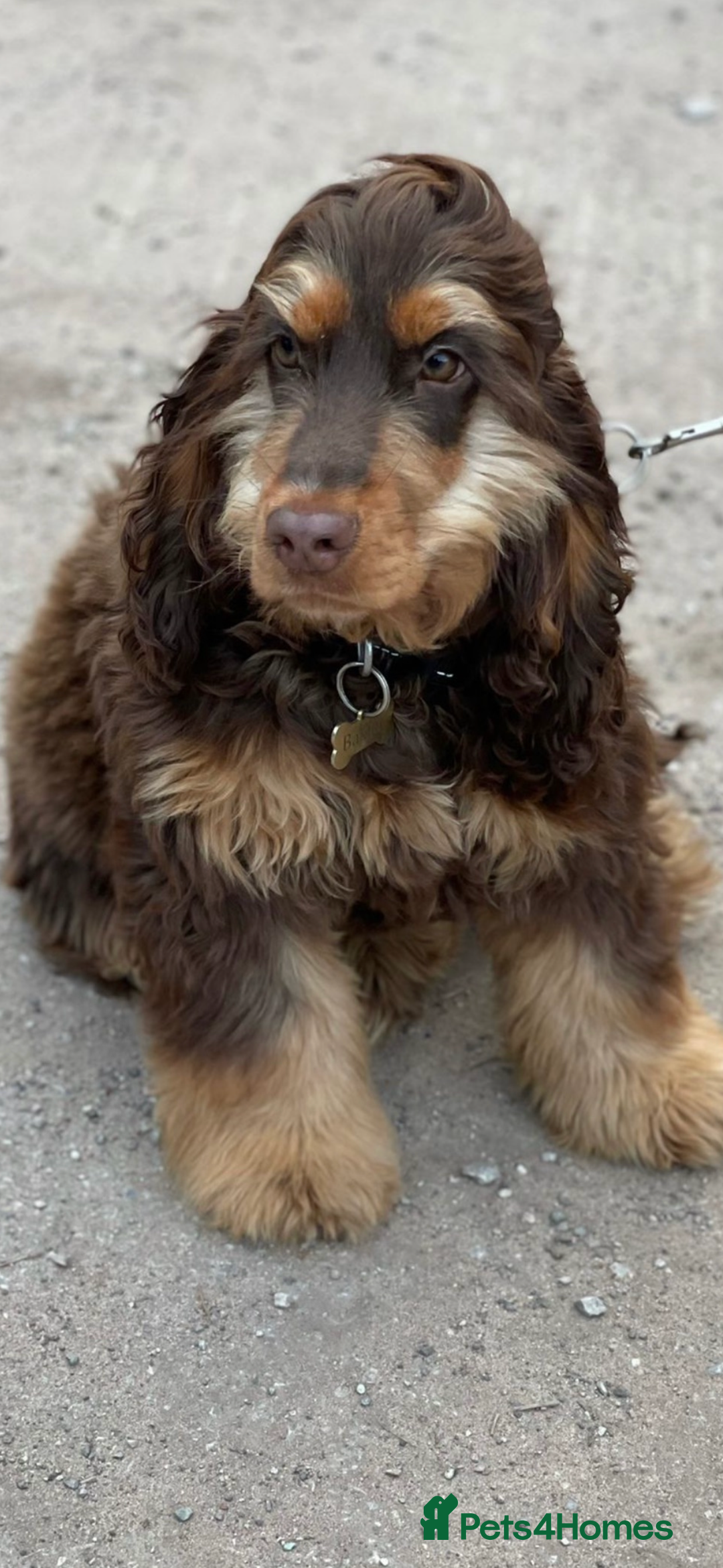 Cocker Spaniel dogs for sale: BEAUTIFUL SHOW TYPE COCKER SPANIELS  - Image 14
