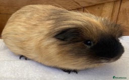 Guinea Pig rodents for sale: 1no beautiful baby Californian guinea GIRL - Image 5