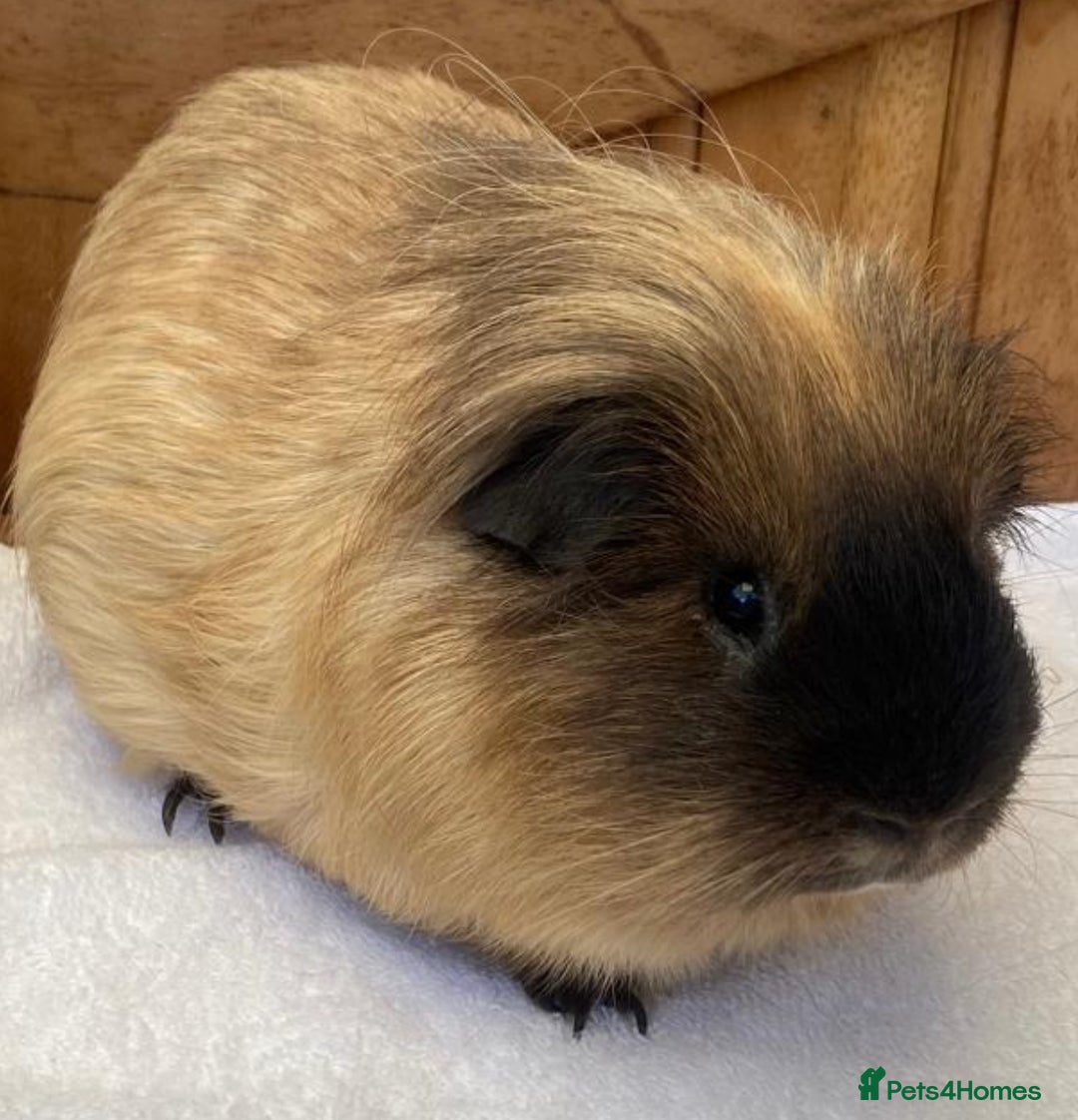Guinea Pig rodents for sale: 1no beautiful baby Californian guinea GIRL - Image 5