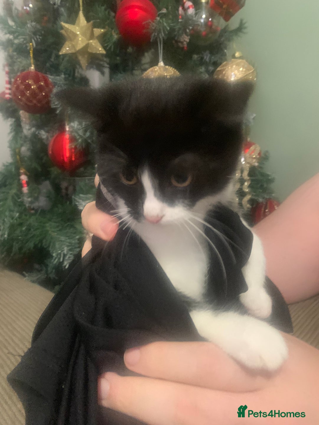 Domestic Shorthair cats for sale: 😸 Kitten For Sale 😸 - Advert 1