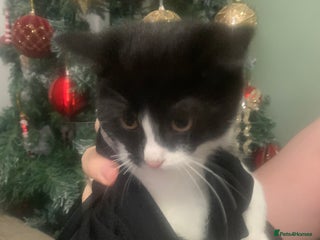 Domestic Shorthair cats 😸 Kitten For Sale 😸 - Advert 1