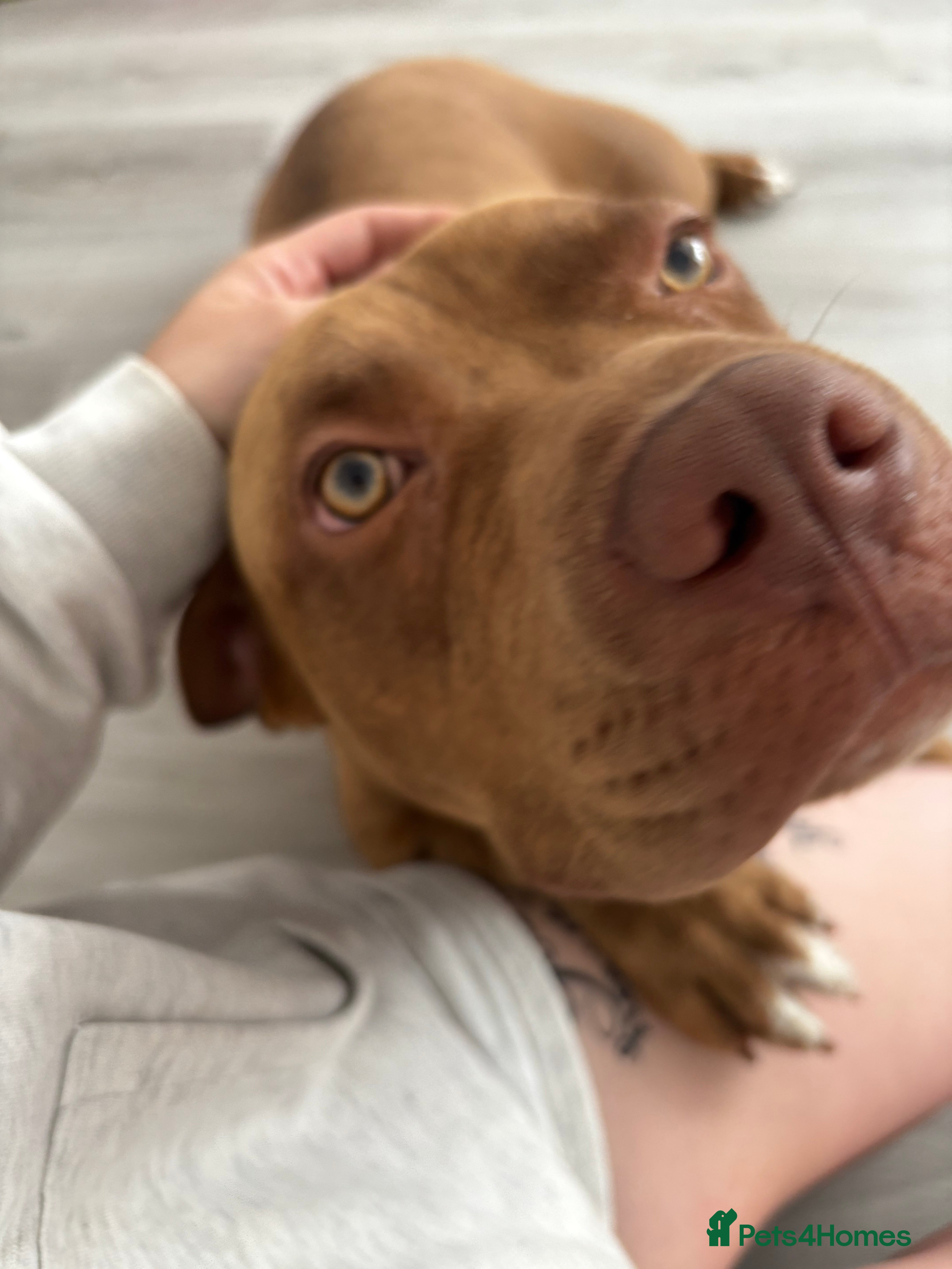 Mixed Breed dogs Dog for rehoming  - Advert 1