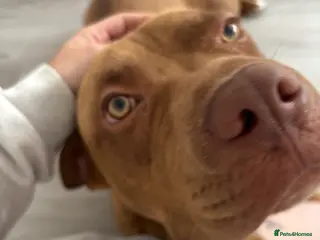 Mixed Breed dogs Dog for rehoming - Advert 1