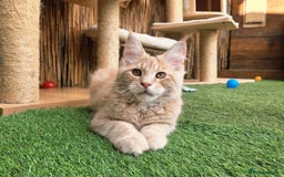 Maine Coon cats for sale: 1 Cream Boy Available. Ready Now.  - Image 7