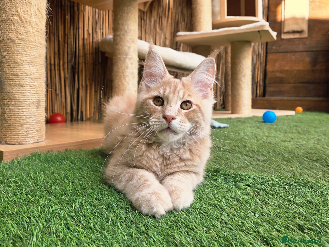 Maine Coon cats for sale: 1 Cream Boy Available. Ready Now.  - Image 7