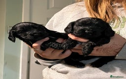 Cocker Spaniel dogs for sale: Stunning KC Reg Show Cocker, health tested mum - Image 15