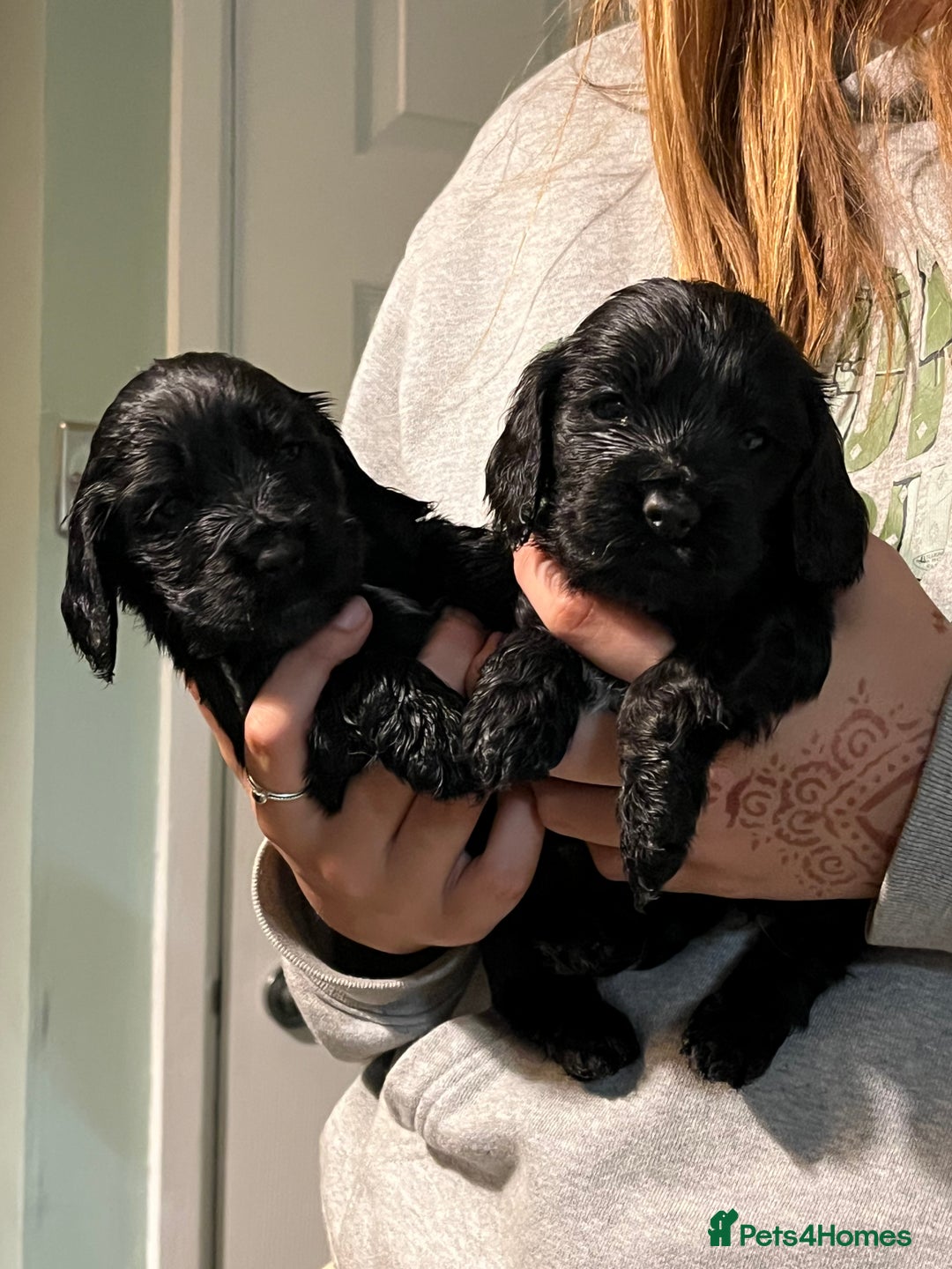 Cocker Spaniel dogs for sale: Stunning KC Reg Show Cocker, health tested mum - Image 15