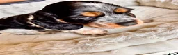 Cocker Spaniel dogs for sale: 🏡UNIQUE SHOW COCKER SPANIELS PUPPIES 🐶  - Advert 35
