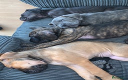 Cane Corso dogs for sale: 5 beautiful cane corso puppies nearly ready to go  - Image 19
