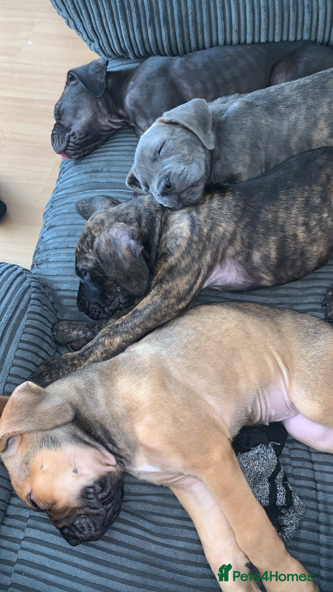 Cane Corso dogs for sale: 5 beautiful cane corso puppies nearly ready to go  - Image 19