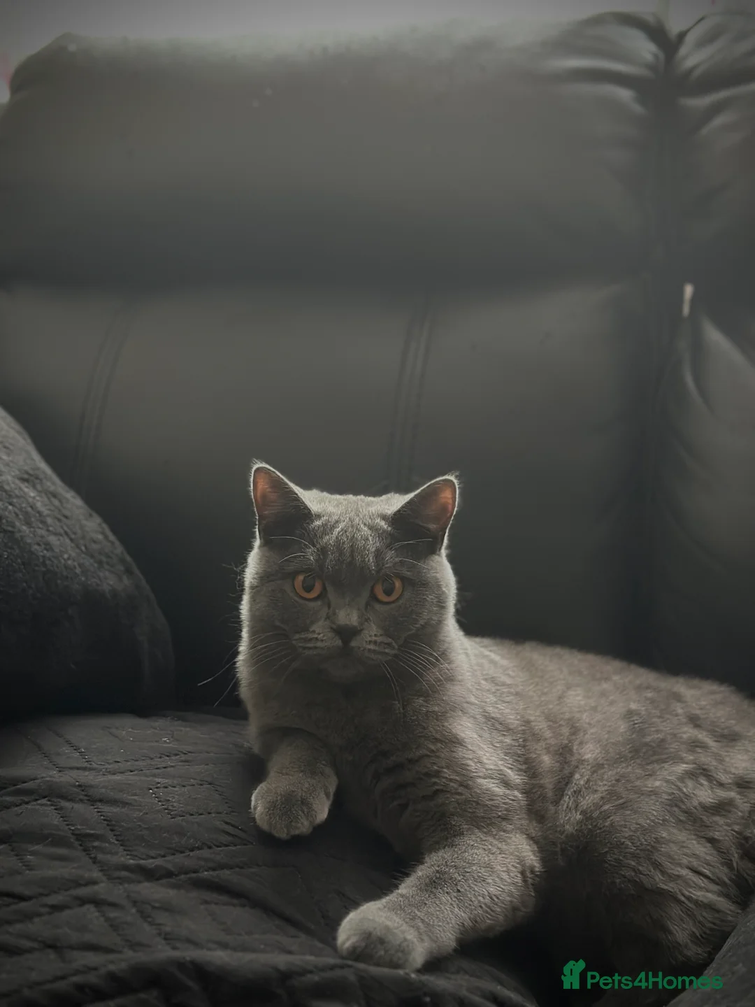 British Shorthair cats for sale: British shorthair female cat - neutered.  - Advert 3