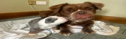 Olde English Bulldogge dogs for sale: Blue Merle Long Haired OEB Female 💙 - Advert 2