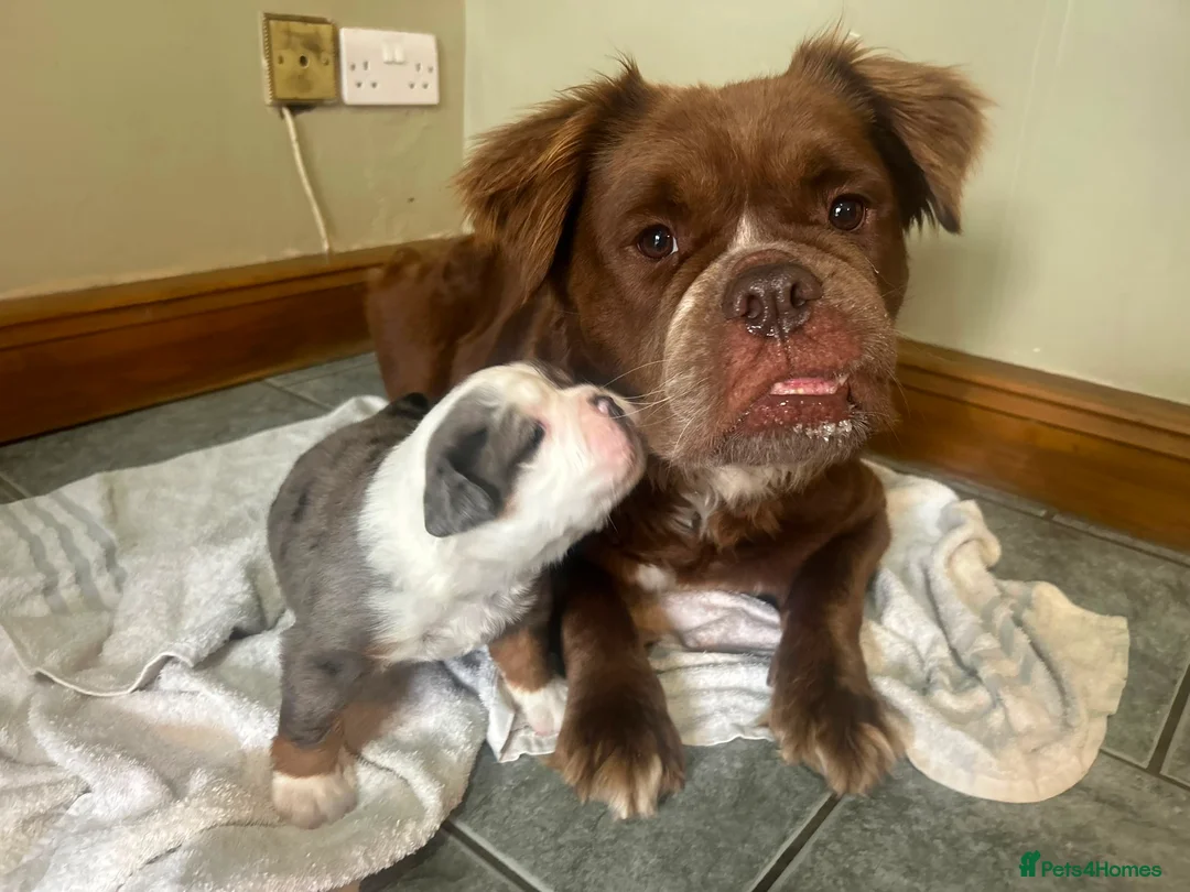 Olde English Bulldogge dogs for sale: Blue Merle Long Haired OEB Female 💙 - Advert 2