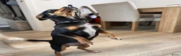 Chiweenie dogs for sale: Chiweenie - 1 year old peaches  - Advert 4