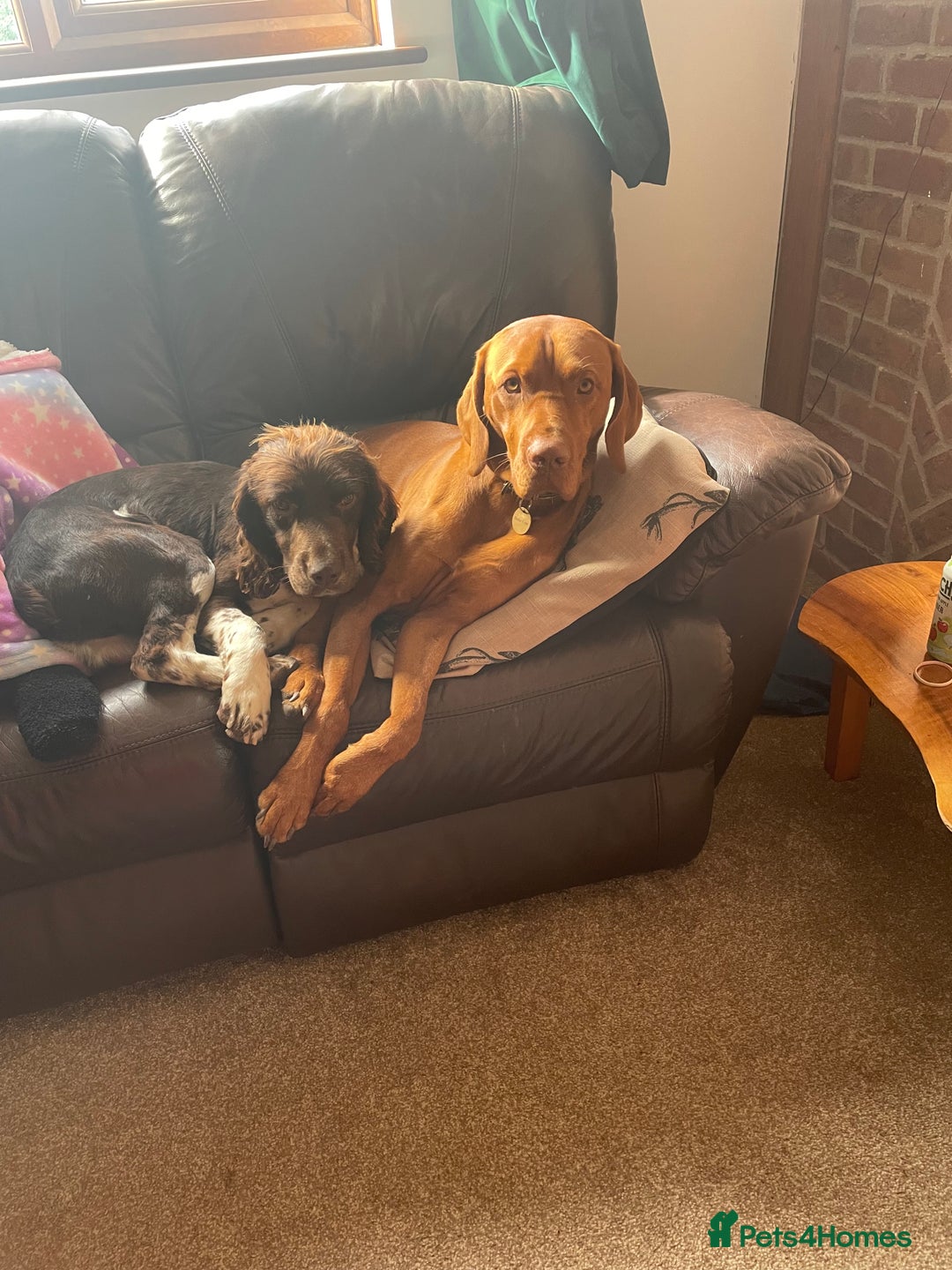 Hungarian Vizsla dogs for stud: Vizsla for stud - Advert 4