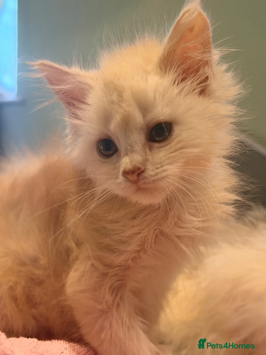 Maine Coon cats for sale: Pedigree little ginger boy - Advert 1