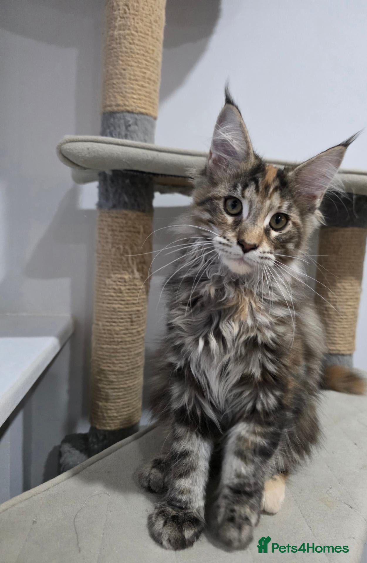 Maine Coon cats TICA Maine Coon Kittens | Russian Bloodlines - Advert 1