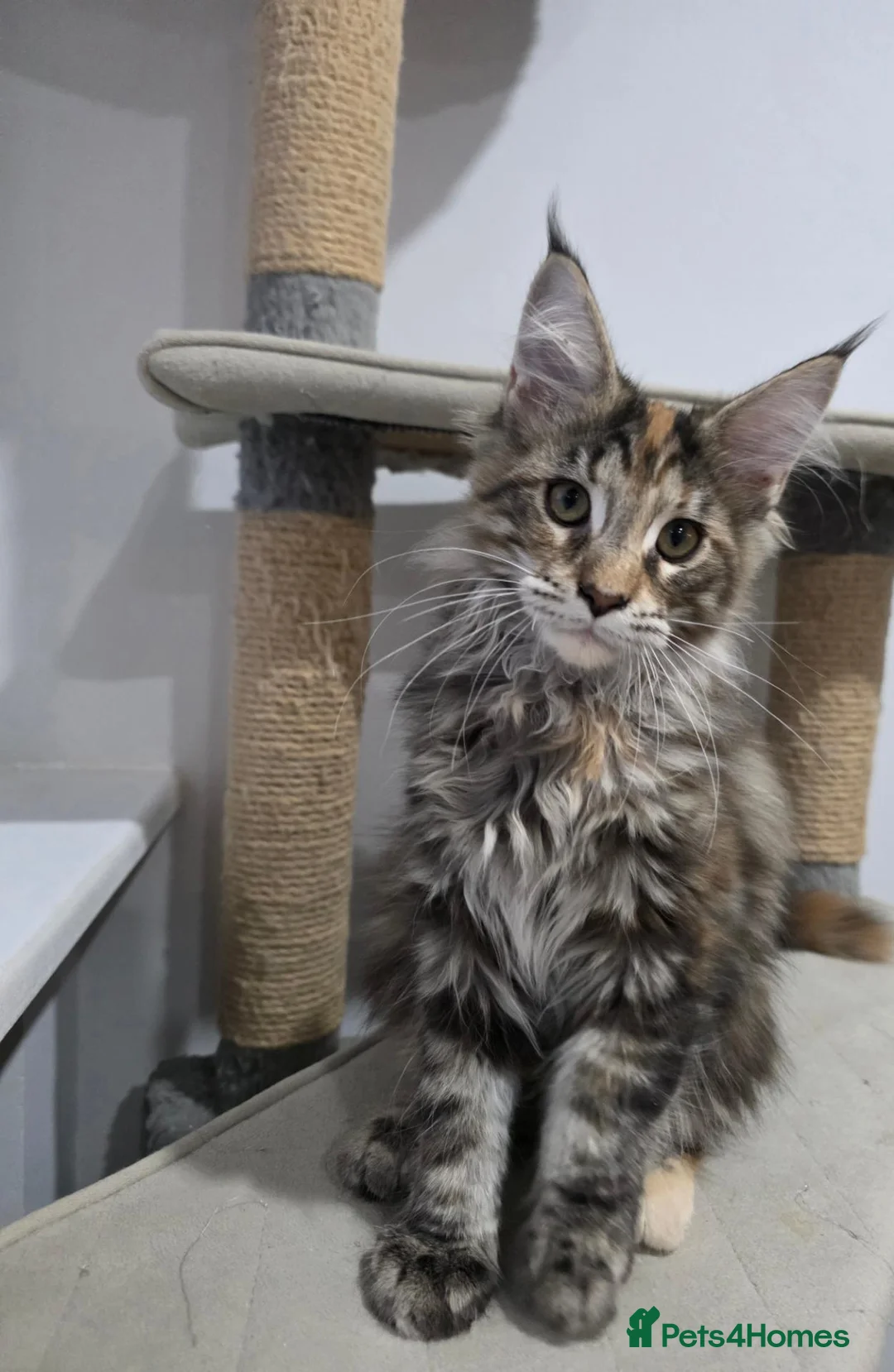 Maine Coon cats for sale: TICA Maine Coon Kittens | Russian Bloodlines - Advert 1