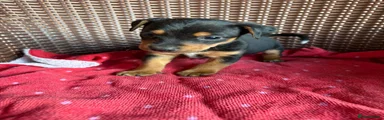 Jack Russell 1