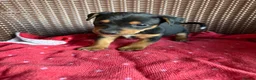 Jack Russell dogs for sale: Jack Russell puppies  - Advert 2